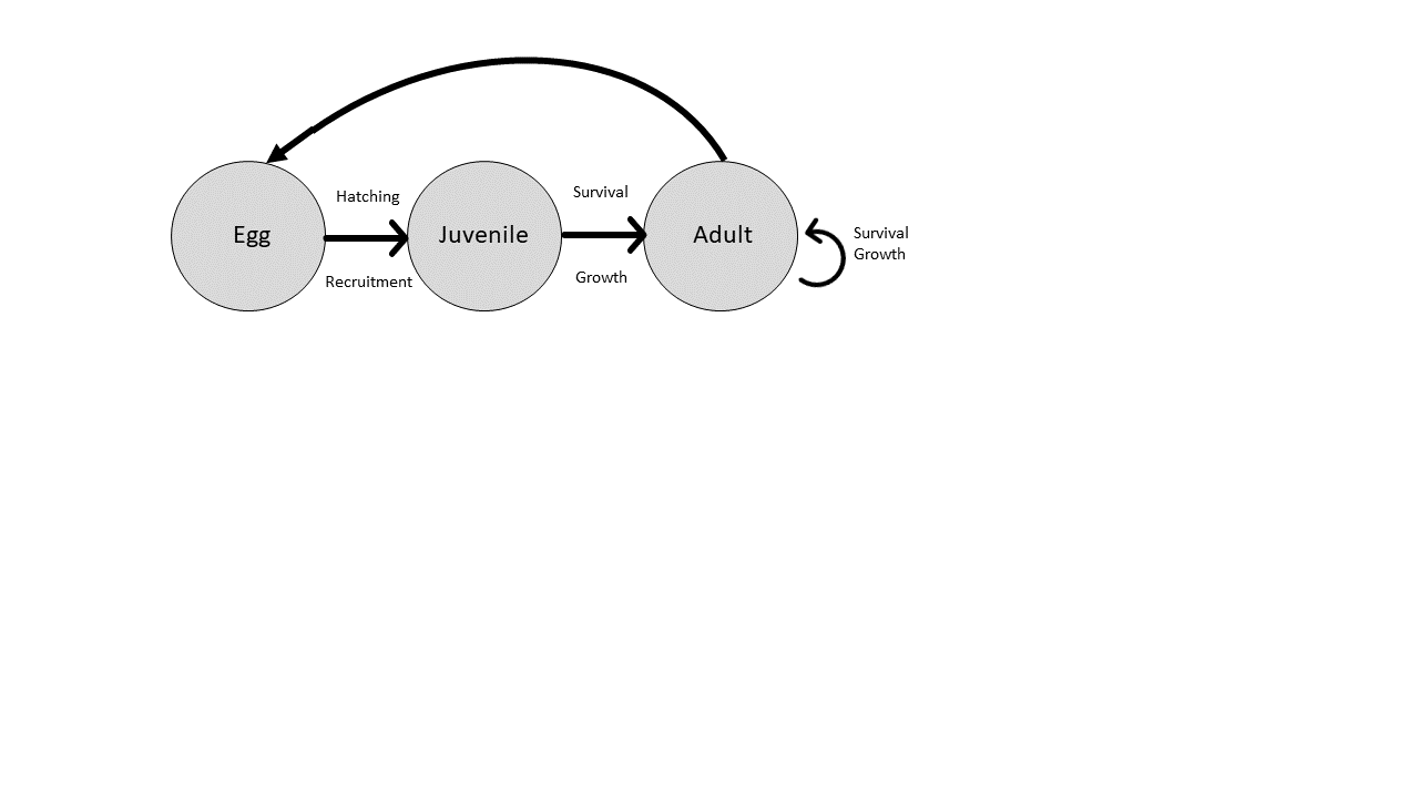 Hart Burmese Python Life Cycle png U S Geological Survey